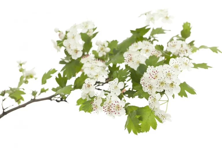 Camomille Romaine Fleur BIO – Vrac – Herbier de Gascogne – Herboristerie  traditionnelle