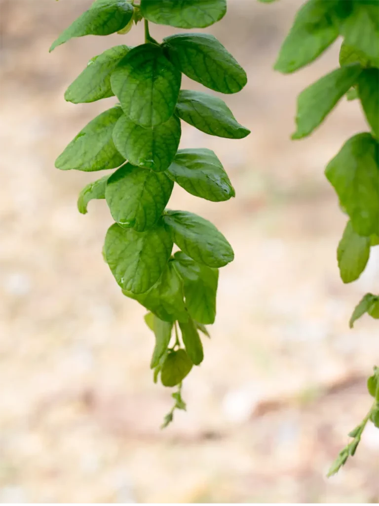 Plante Feuilles Ortie Piquante Bio - Confort articulaire - Sachet de 50 g -  Drainage - élimination - détox - Herbier de Gascogne
